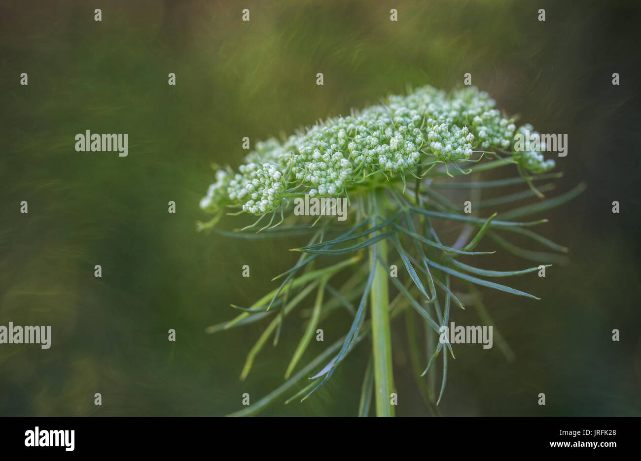 Blumen Stockfoto