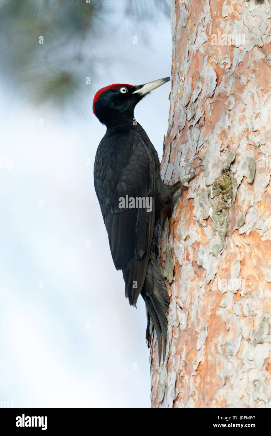Schwarzspecht (Dryocopus martius). Москва. Russland, Moskau. Stockfoto
