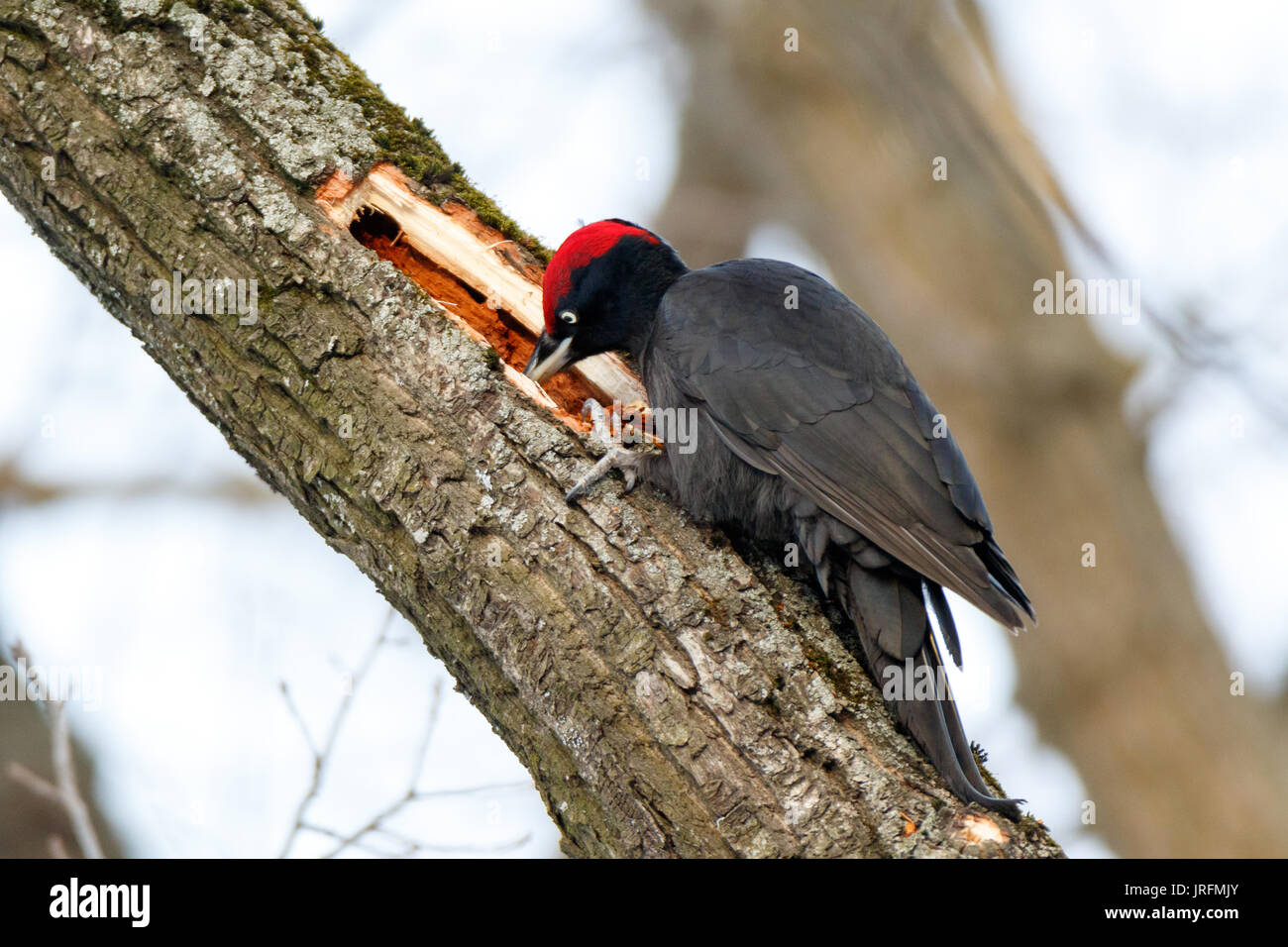 Schwarzspecht (Dryocopus martius). Москва. Russland, Moskau. Stockfoto