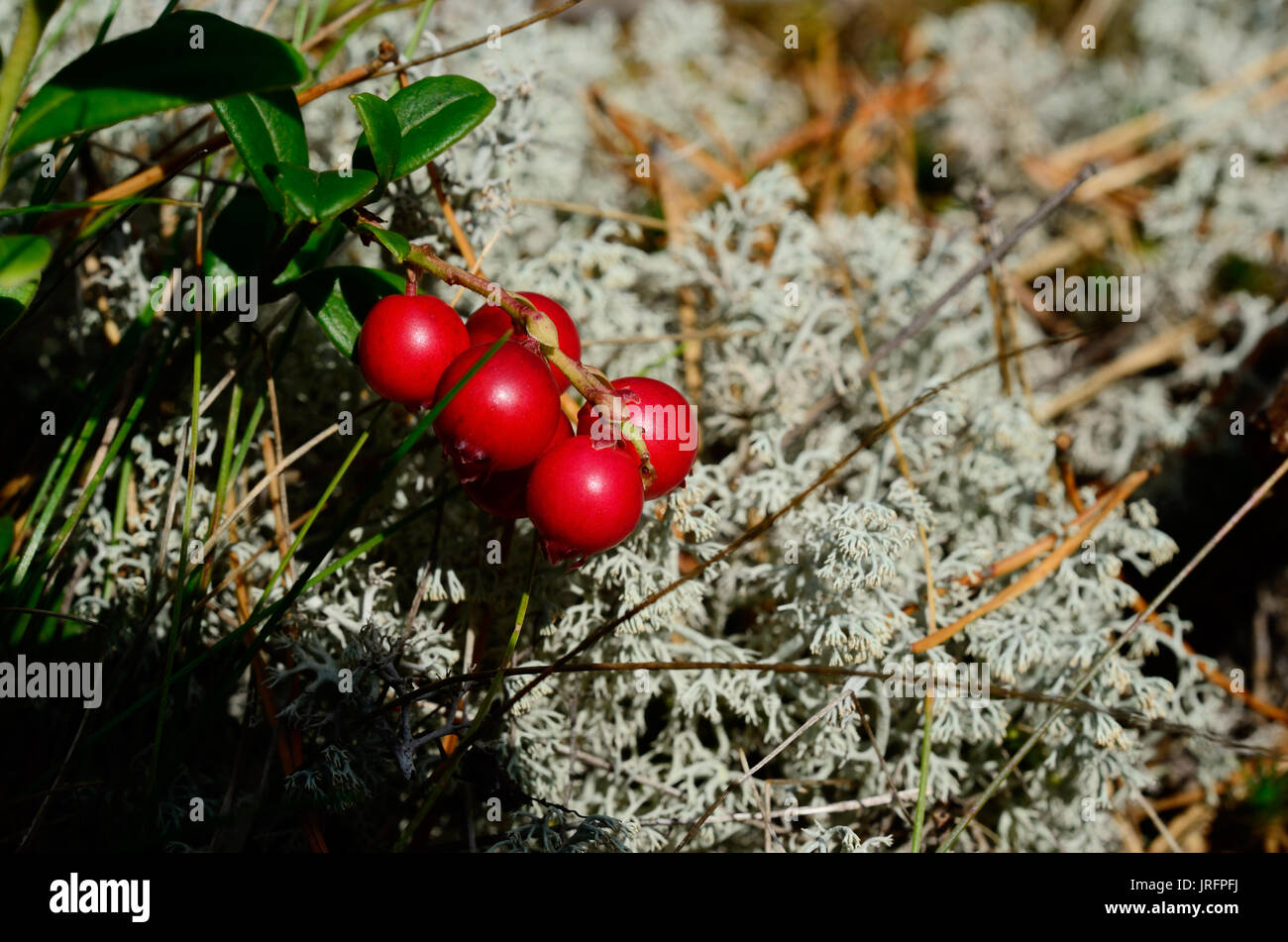 Berry Cranberries und Moos im Wald Stockfoto