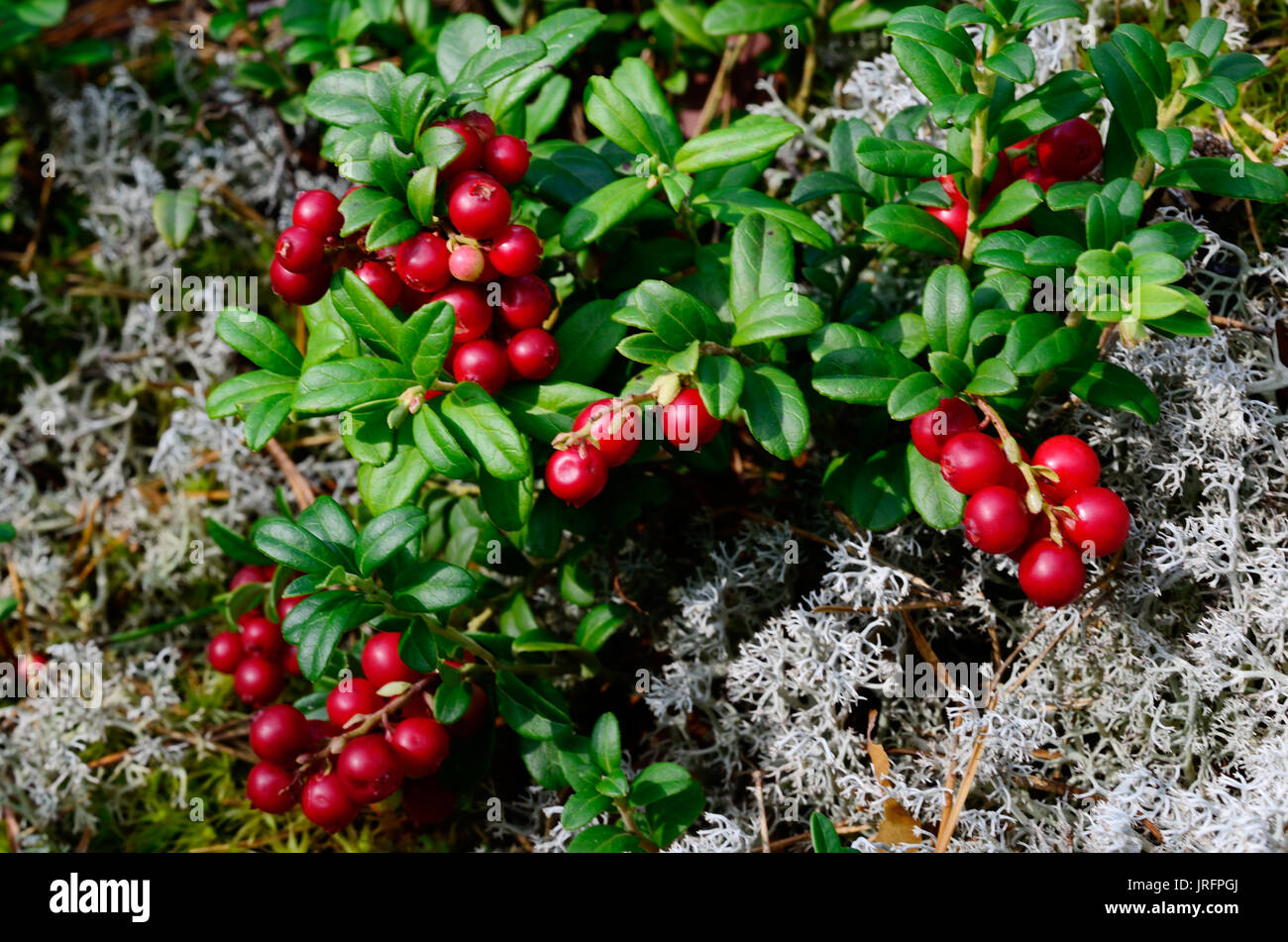 Berry Cranberries und Moos im Wald Stockfoto