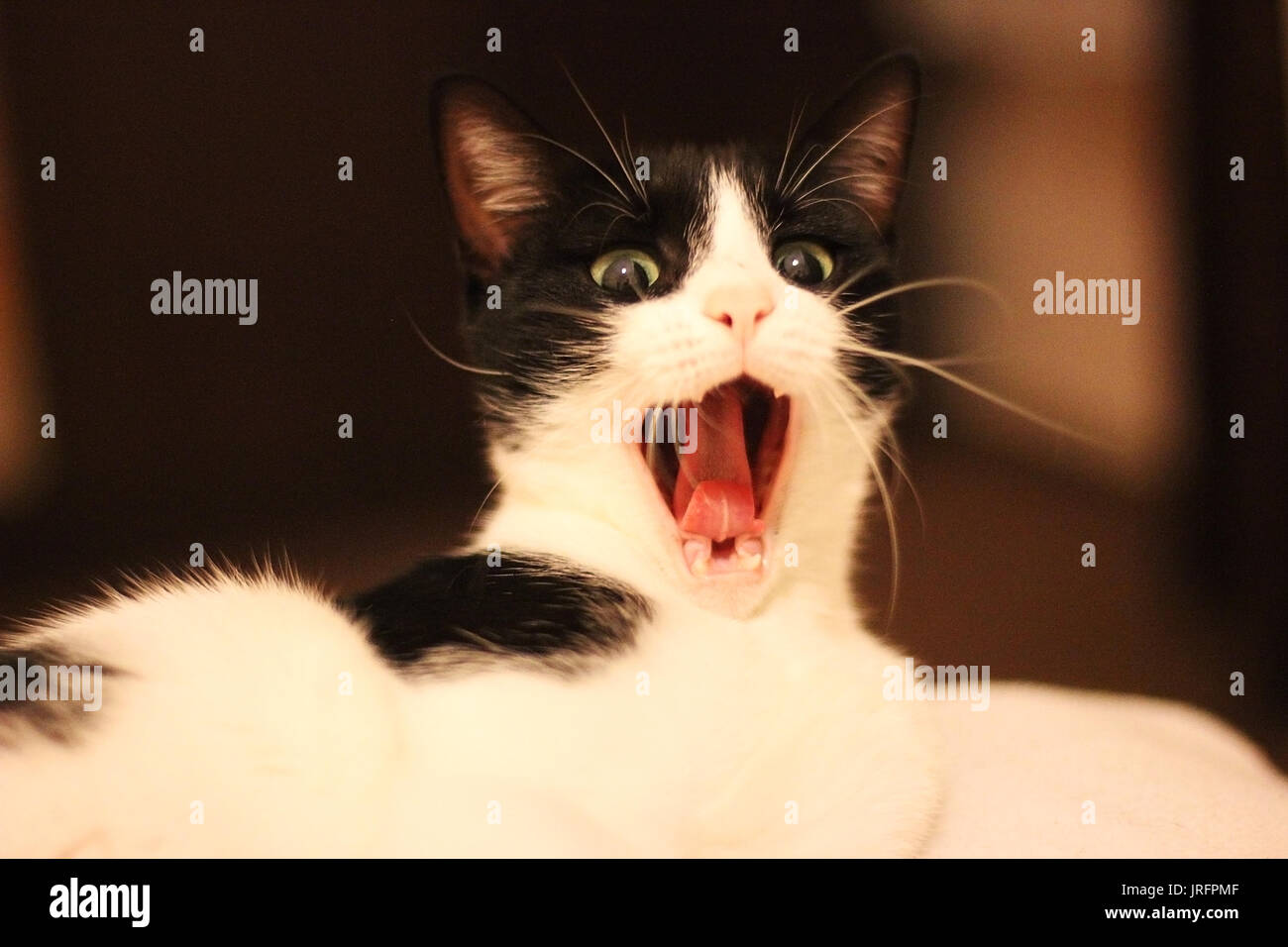Gähnende katze, Katze schreien Stockfoto