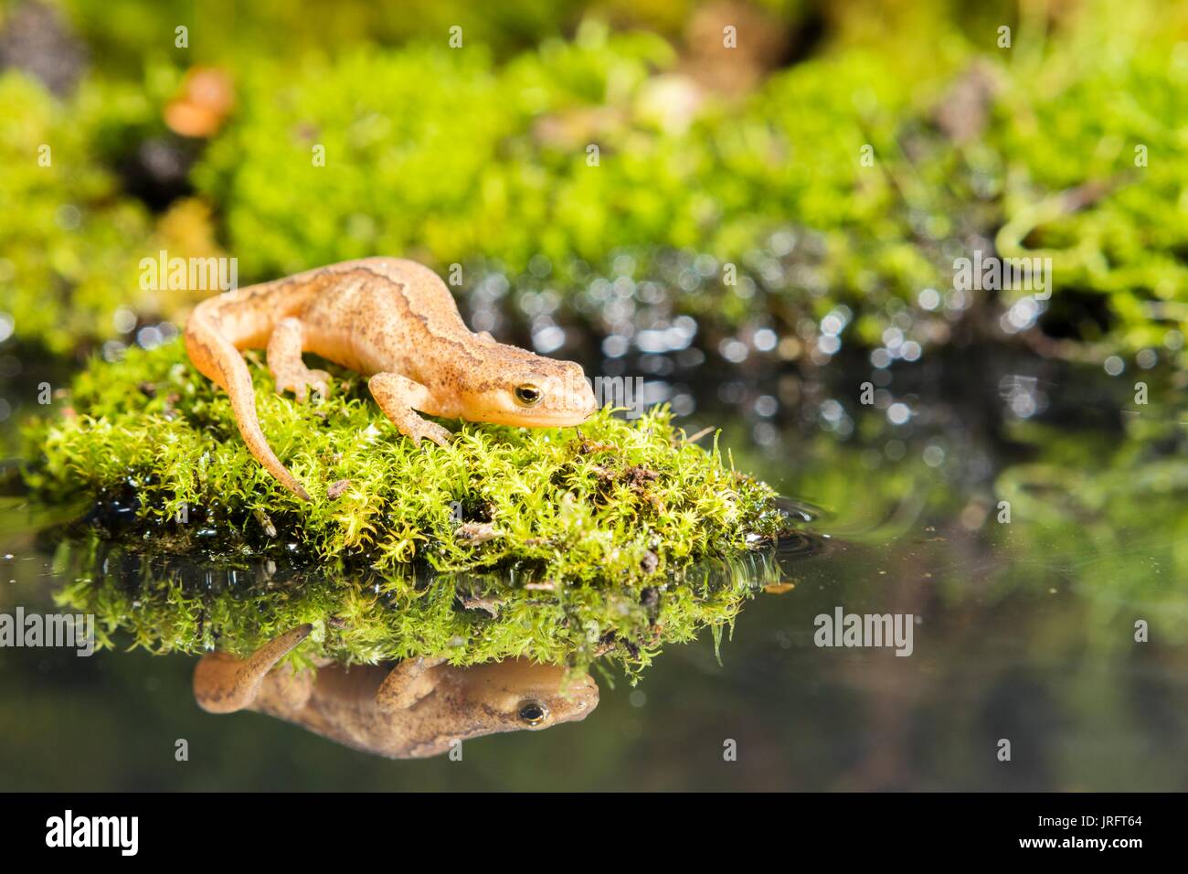 Teichmolch in einer natürlichen Umgebung mit Wasser und Reflexionen. Stockfoto