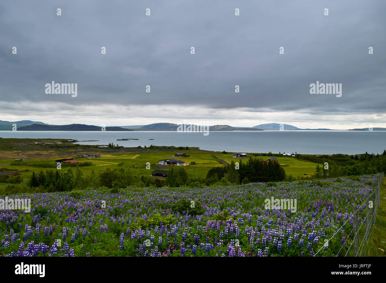 Bereich der Lila Nootka Blumen in der Nähe von Nationalpark Thingvellir, Island Stockfoto