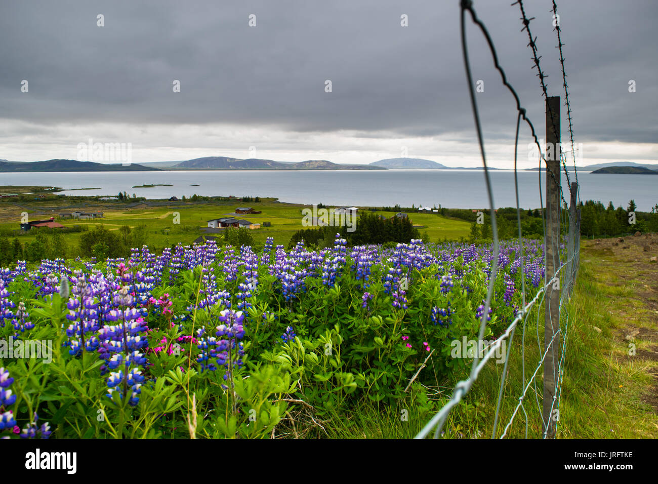 Bereich der Lila Nootka Blumen in der Nähe von Nationalpark Thingvellir, Island Stockfoto