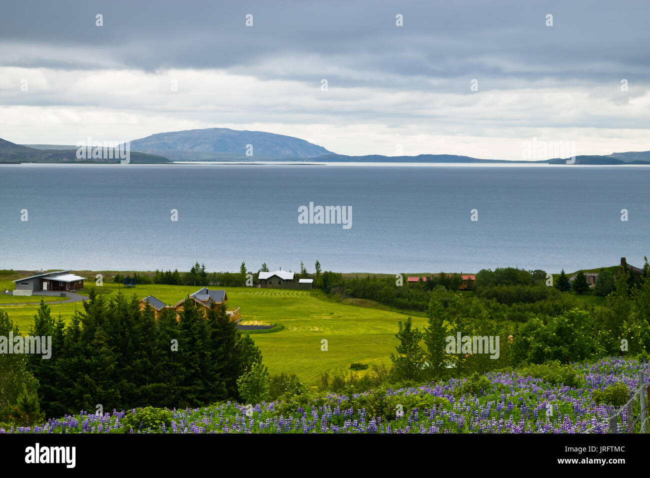 Bereich der Lila Nootka Blumen in der Nähe von Nationalpark Thingvellir, Island Stockfoto