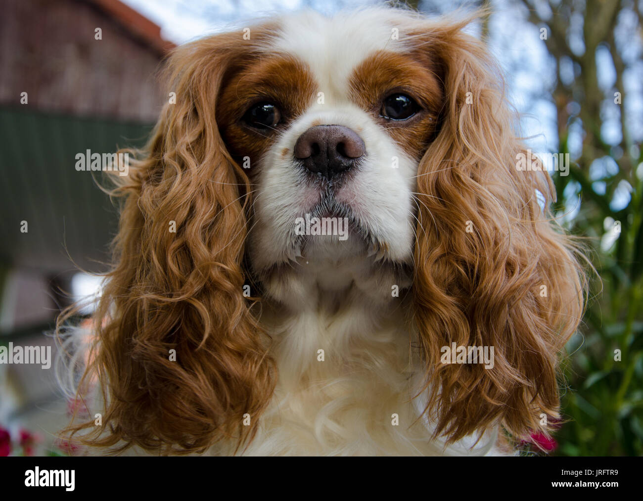 Cavalier King Charles spaniel Stockfoto