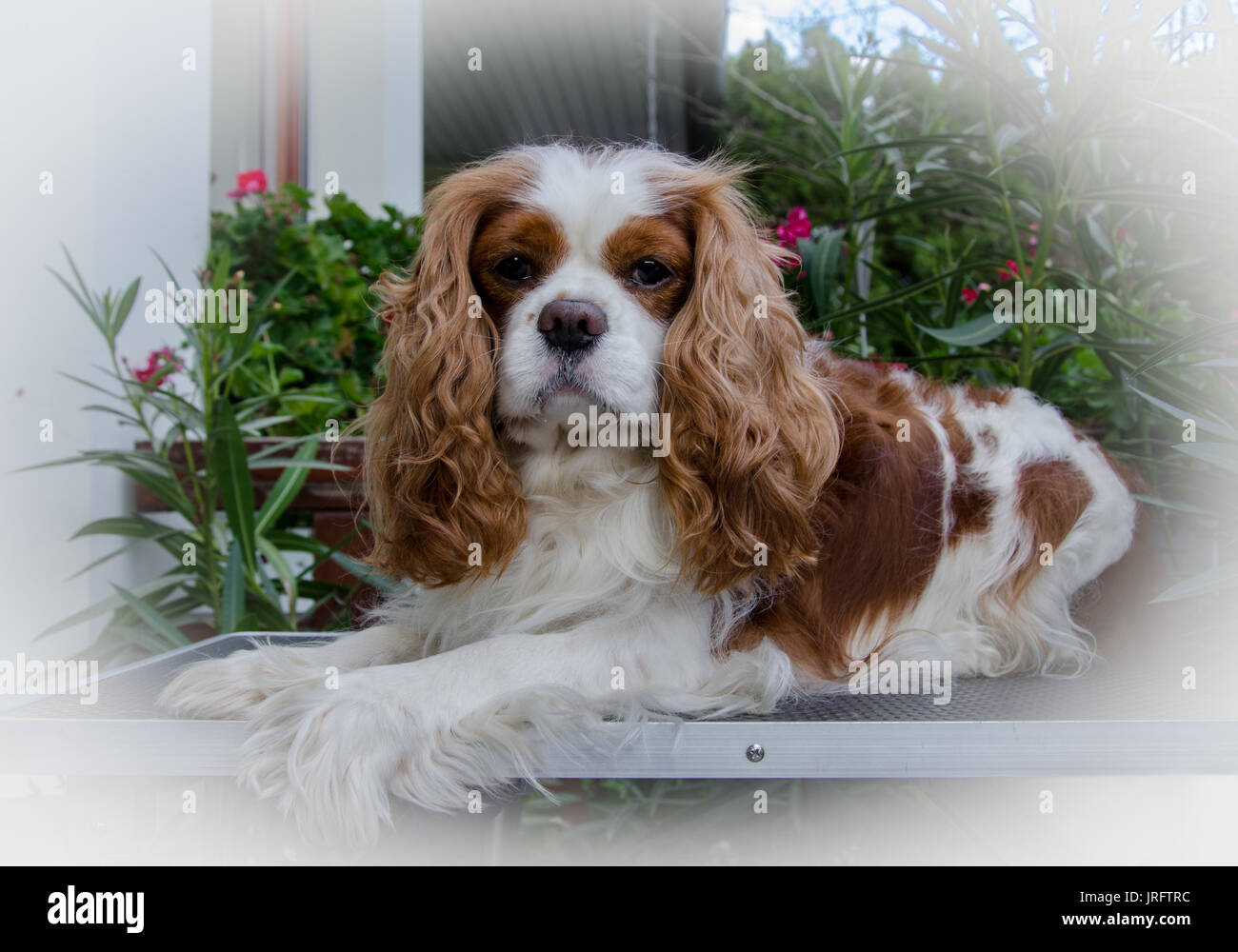 Cavalier King Charles spaniel Stockfoto