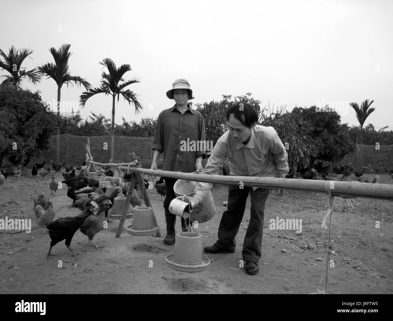 HAI DUONG, VIETNAM, Juli, 30:Vietnamesische farmer Huhn mit Reis am Juli, 30 2013 in Hai Duong, Red River Delta, Vietnam. Stockfoto