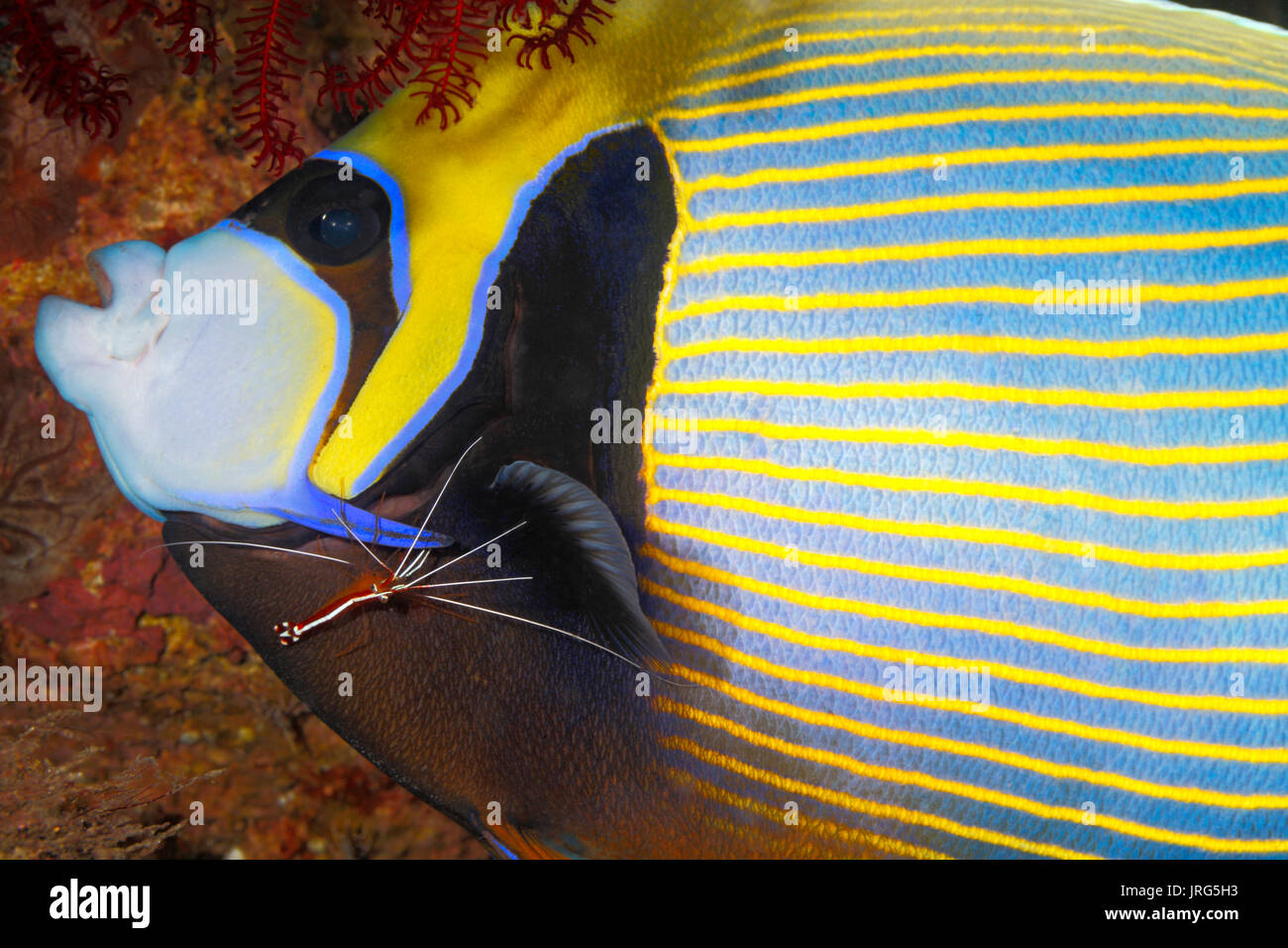 Kaiser Angelfish, Pomacanthus Imperator, seine Kiemen gereinigt. weiß gebändert Putzergarnelen, Lysmata amboinensis. Tulamben, Bali, Indonesien. Stockfoto