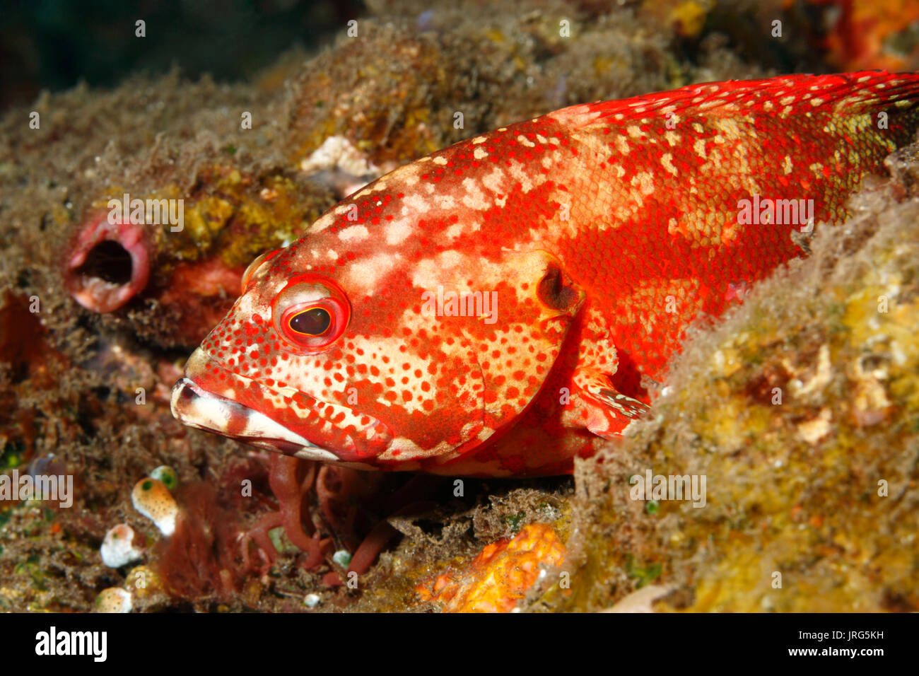 Leopard Grouper, Leopard Hind, oder Leopard Kabeljau, Cephalopholis leopardus. Tulamben, Bali, Indonesien. Bali Sea, Indischer Ozean Stockfoto