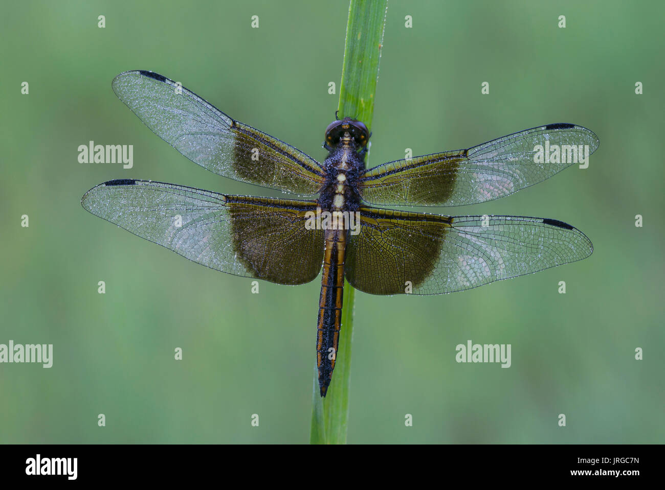 Witwe Skimmer Dragonfly (Libellula luctuosa) , E USA by Skip Moody/Dembinsky Photo Assoc Stockfoto