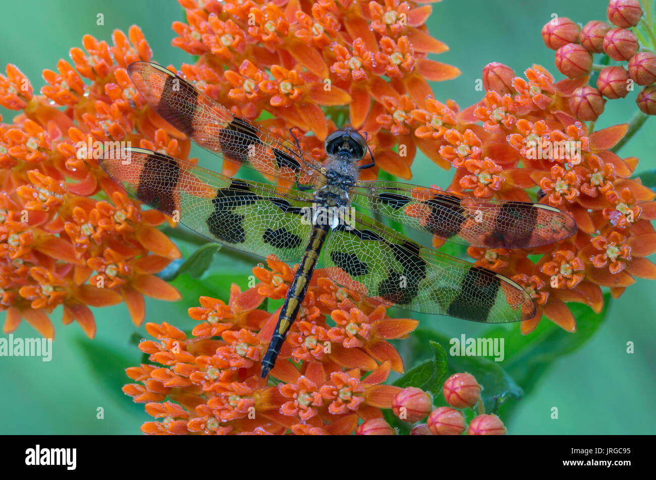 Halloween Pennant Dragonfly auf Schmetterling Seidenpflanze (Asclepias tuberosa) Blumen, E USA von Skip Moody Stockfoto
