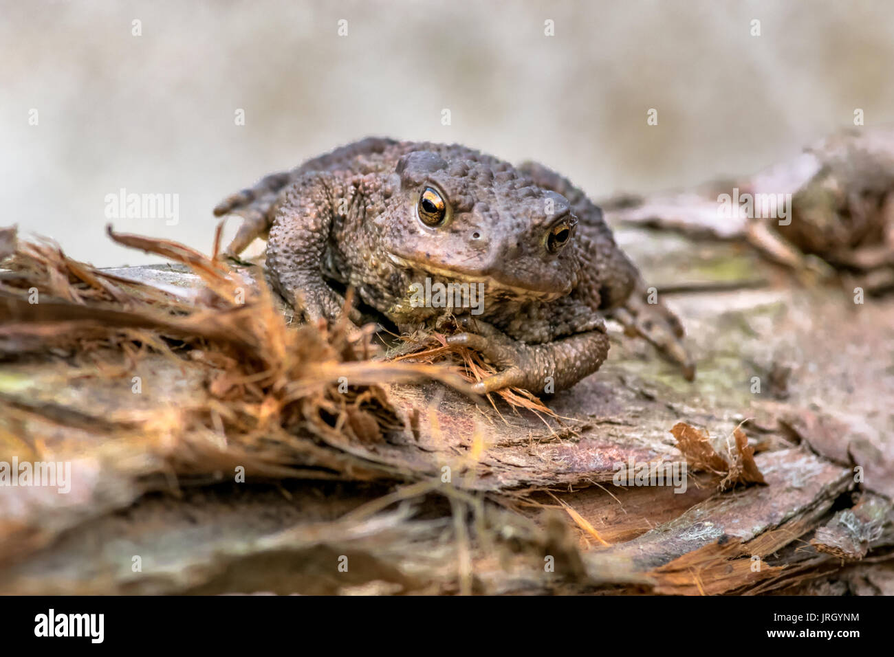Amphibien, gemeinsamen britischen Kröte / Frosch Stockfoto