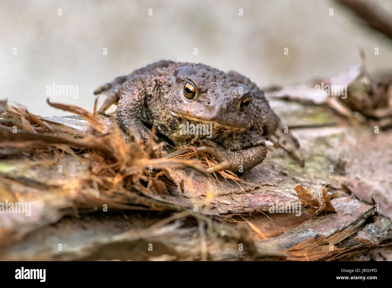 Amphibien, gemeinsamen britischen Kröte / Frosch Stockfoto