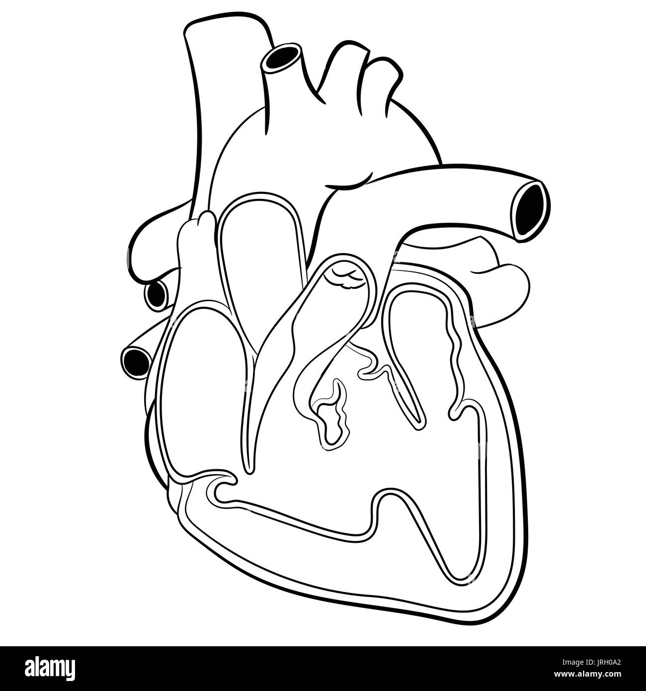 Anatomische Menschenherz Hand gezeichnet. Medizin Bildungs-Vektor-Illustration. Stock Vektor