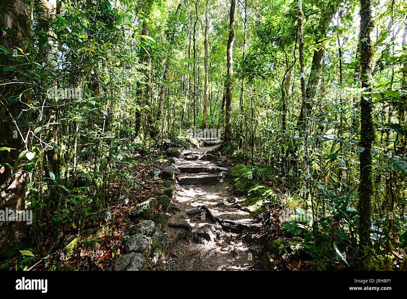 Wanderweg schlängelt sich durch hohe Bäume im Regenwald Mossman Gorge, Daintree National Park, Far North Queensland, FNQ, QLD, Australien Stockfoto