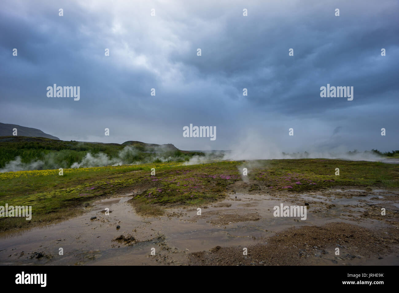 Island - dampfenden Boden mit bunten Blumen am Geysir Strokkur Stockfoto