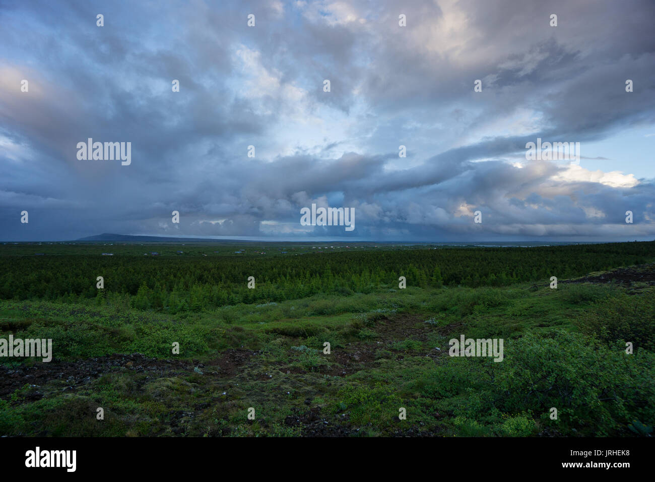 Island - grüne Bäume eines Waldes auf vulkanischen Boden Stockfoto