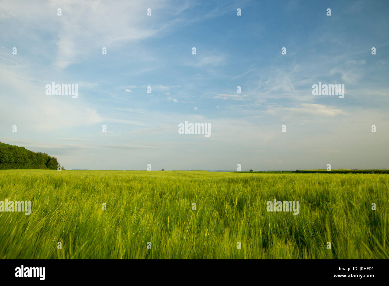 Grüne Felder von Getreide im Frühling mit blauem Himmel und Wald Stockfoto