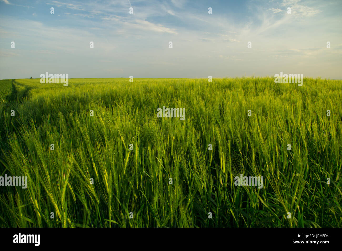 Grüne Felder von Getreide im Frühjahr mit bewölktem Himmel Stockfoto