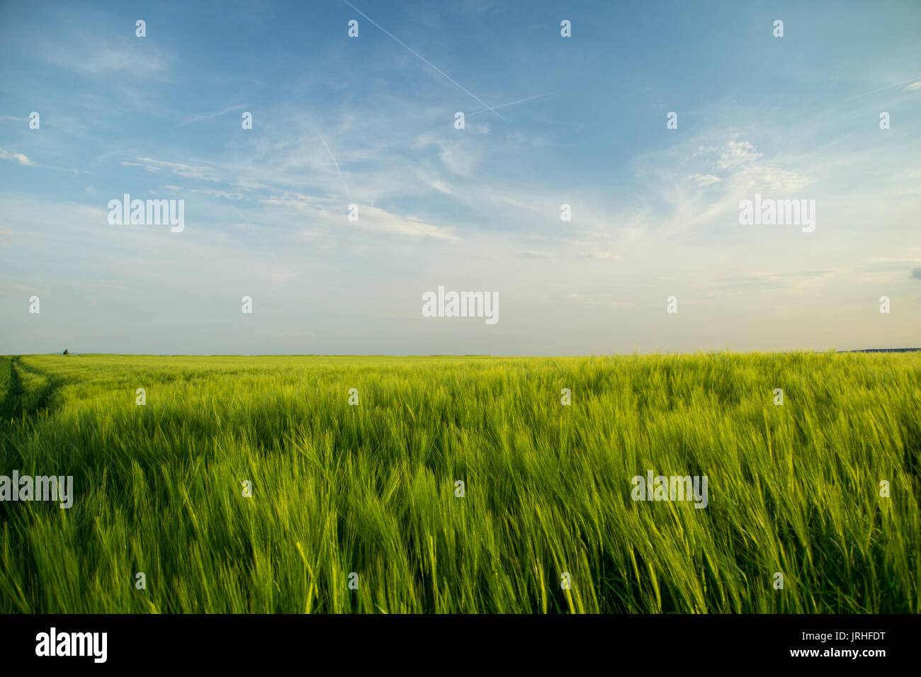 Grüne Felder von Getreide im Frühling mit blauem Himmel in der Morgendämmerung Stockfoto