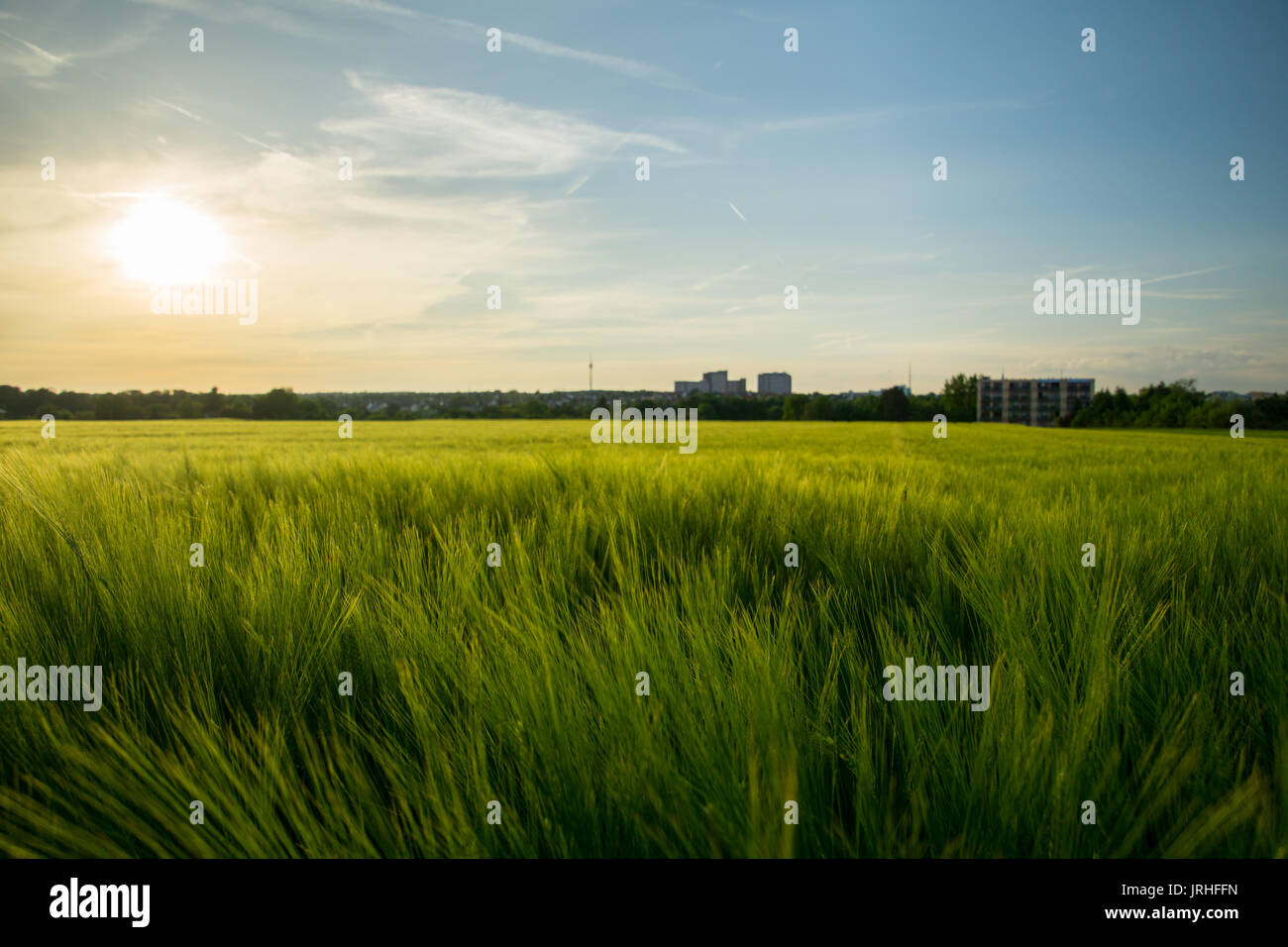 Grüne Felder von Korn mit den Häusern der Stadt Stuttgart im Hintergrund Stockfoto
