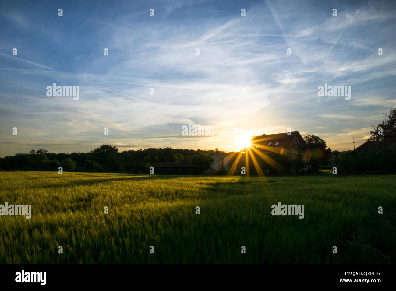Sonnenuntergang über einem Bauern Haus hinter grünen Felder von Korn mit blauem Himmel Stockfoto