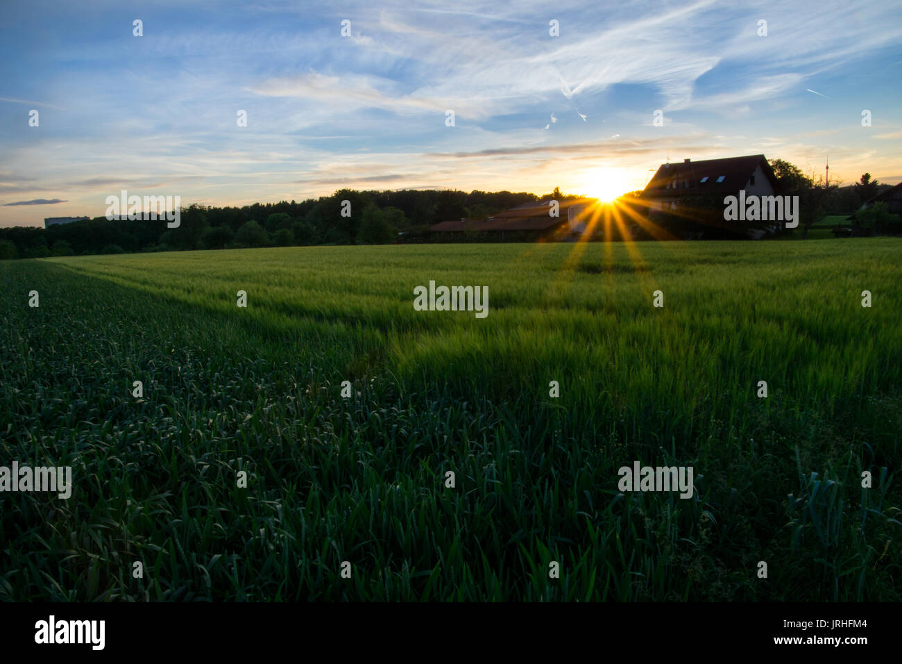 Warmen Sonnenuntergang über einem Bauern Haus im Grünen Felder von Getreide im Frühling Stockfoto