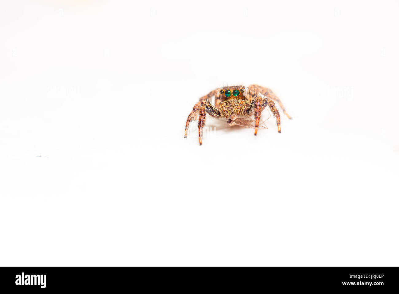 Cute Baby spider mit großen Augen in die Kamera auf weißem Hintergrund/Jumping Spider/Asien, Thailand Stockfoto