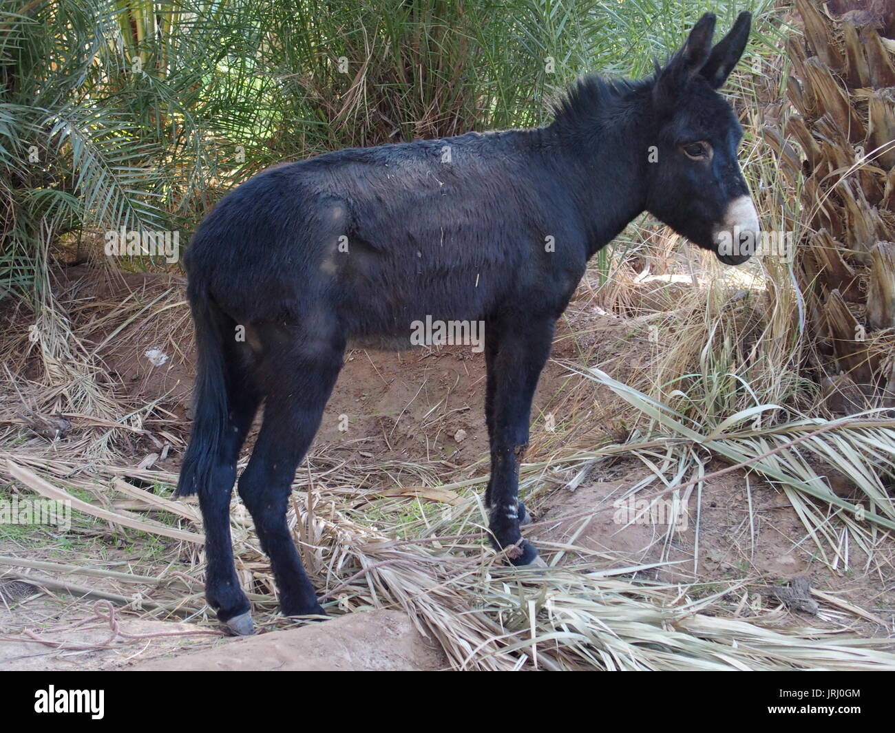Cute allein schwarze Esel zwischen Palmen in Marokko Stockfoto