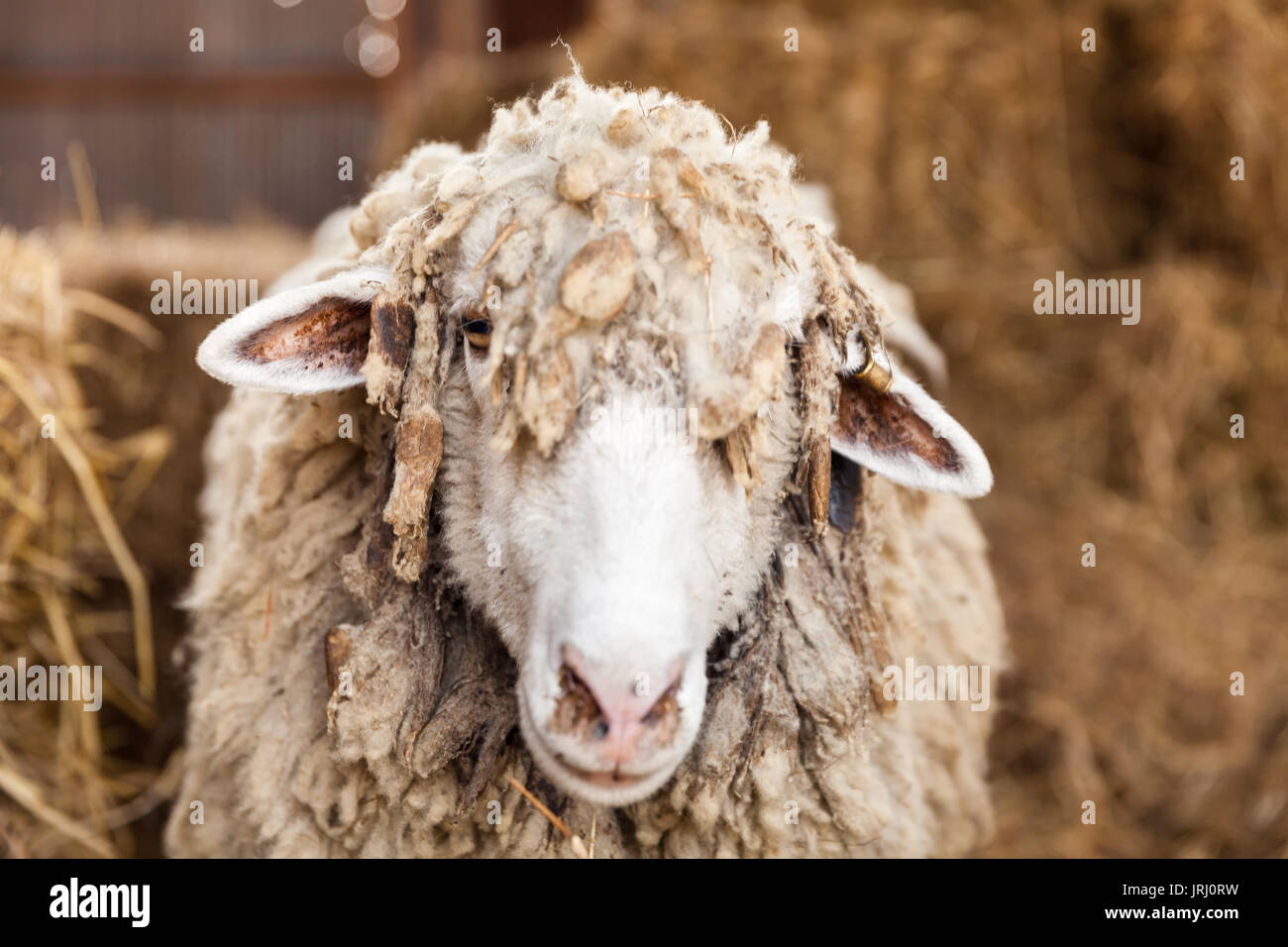 Lustige Schafe. Porträt eines Schafes mit bewachsenen Haar auf Natur Hintergrund Stockfoto