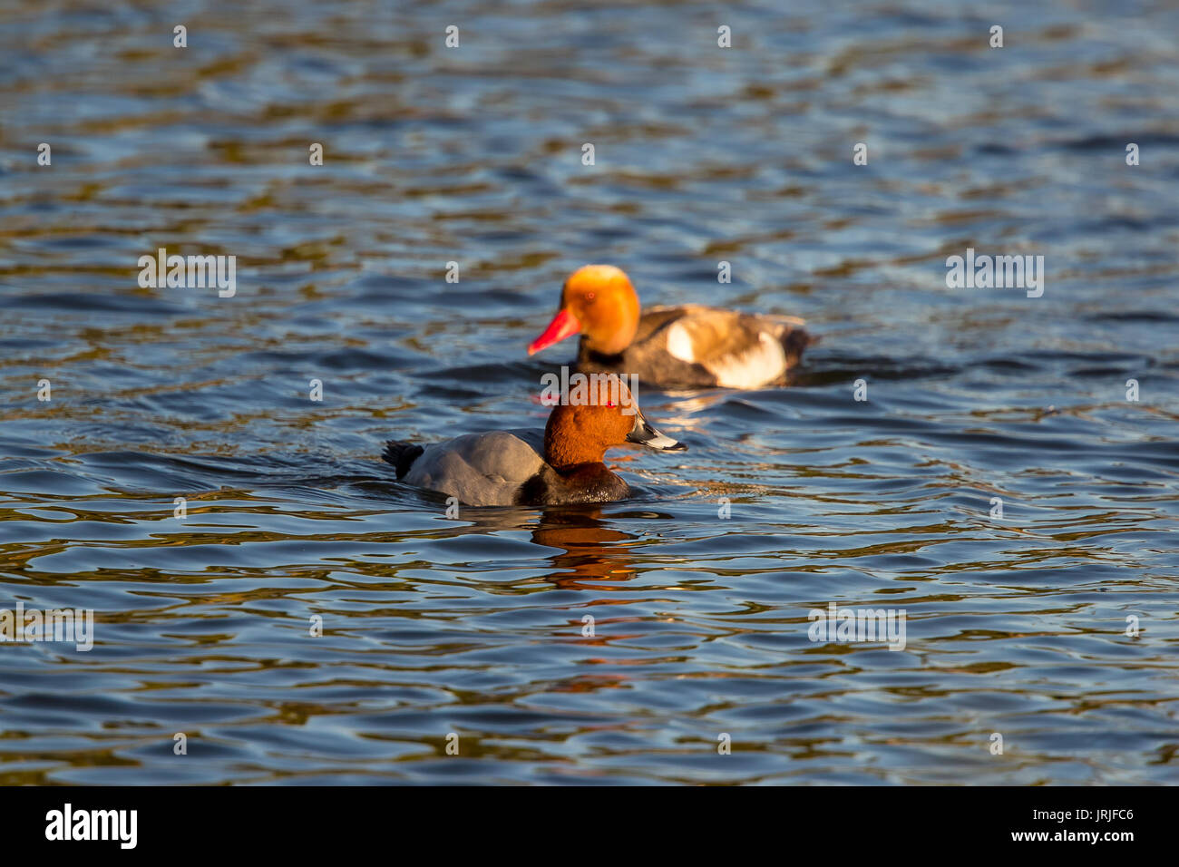 Gemeinsame und roten Crested Pochard Stockfoto