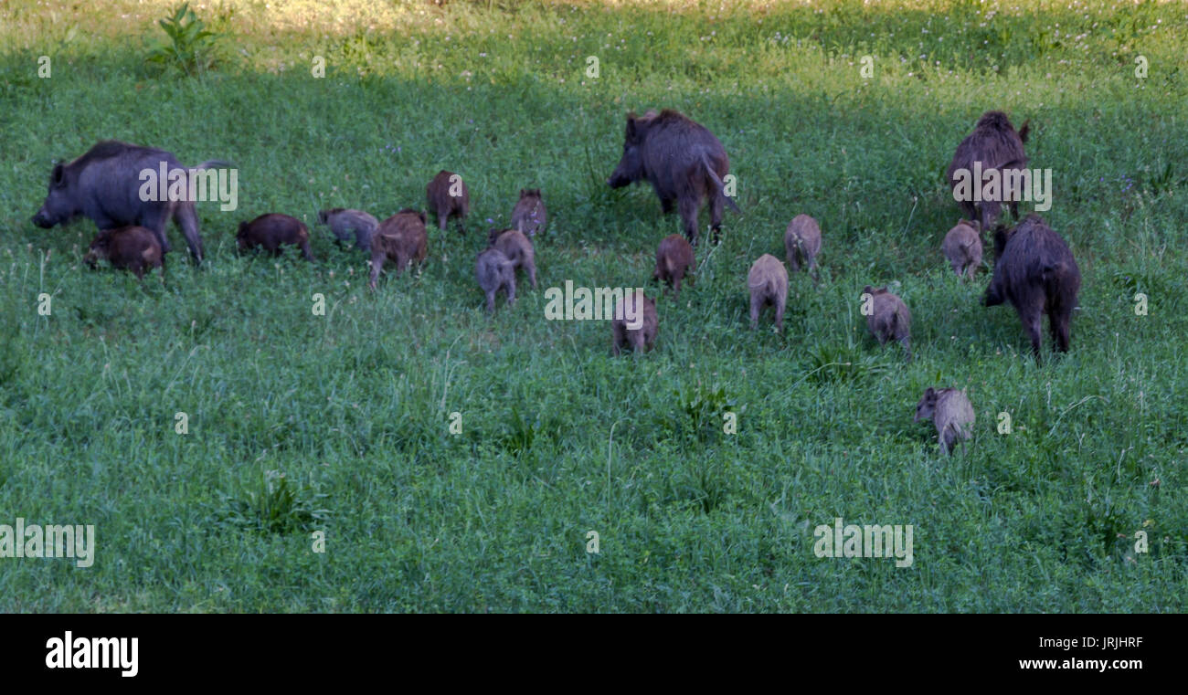 Paar Wildschweine mit der Beweidung auf einer Wiese Stockfoto