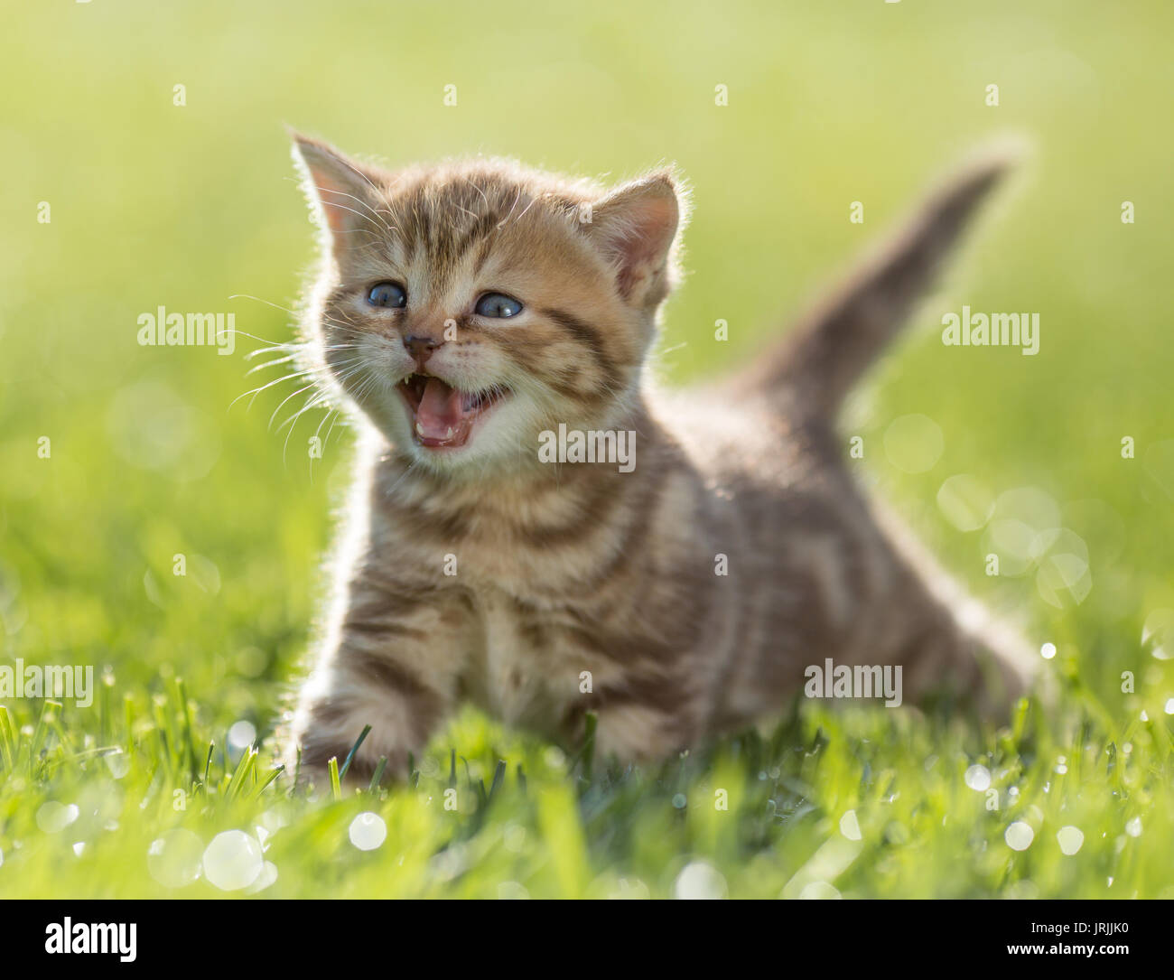 Kätzchen miauen im grünen Gras Stockfoto