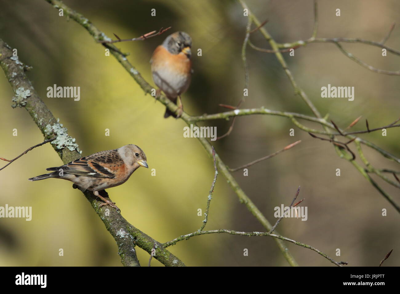 Männliche und weibliche Bergfink (Fringilla montifringilla), der Wald von Dean, Gloucestershire, Großbritannien Stockfoto