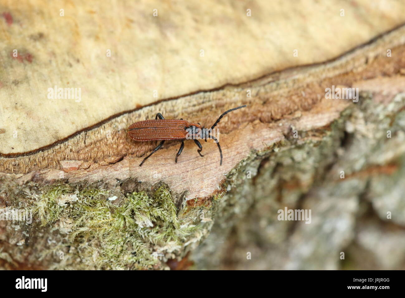 Cosnard Net - geflügelte Käfer (Erotides cosnardi), das Wye Valley, Gloucestershire, UK, Juni Stockfoto