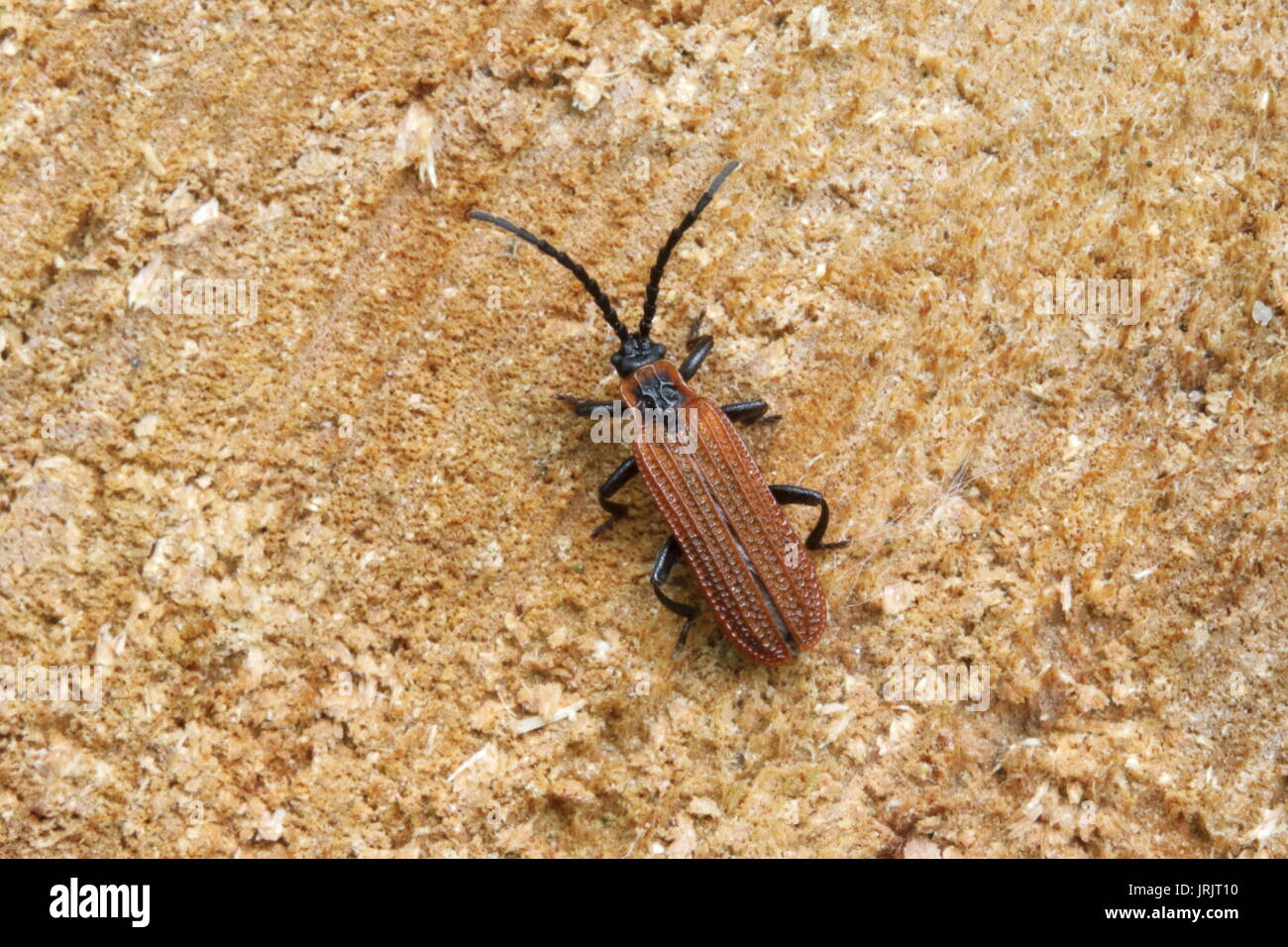 Cosnard Net - geflügelte Käfer (Erotides cosnardi), das Wye Valley, Gloucestershire, UK, Juni Stockfoto