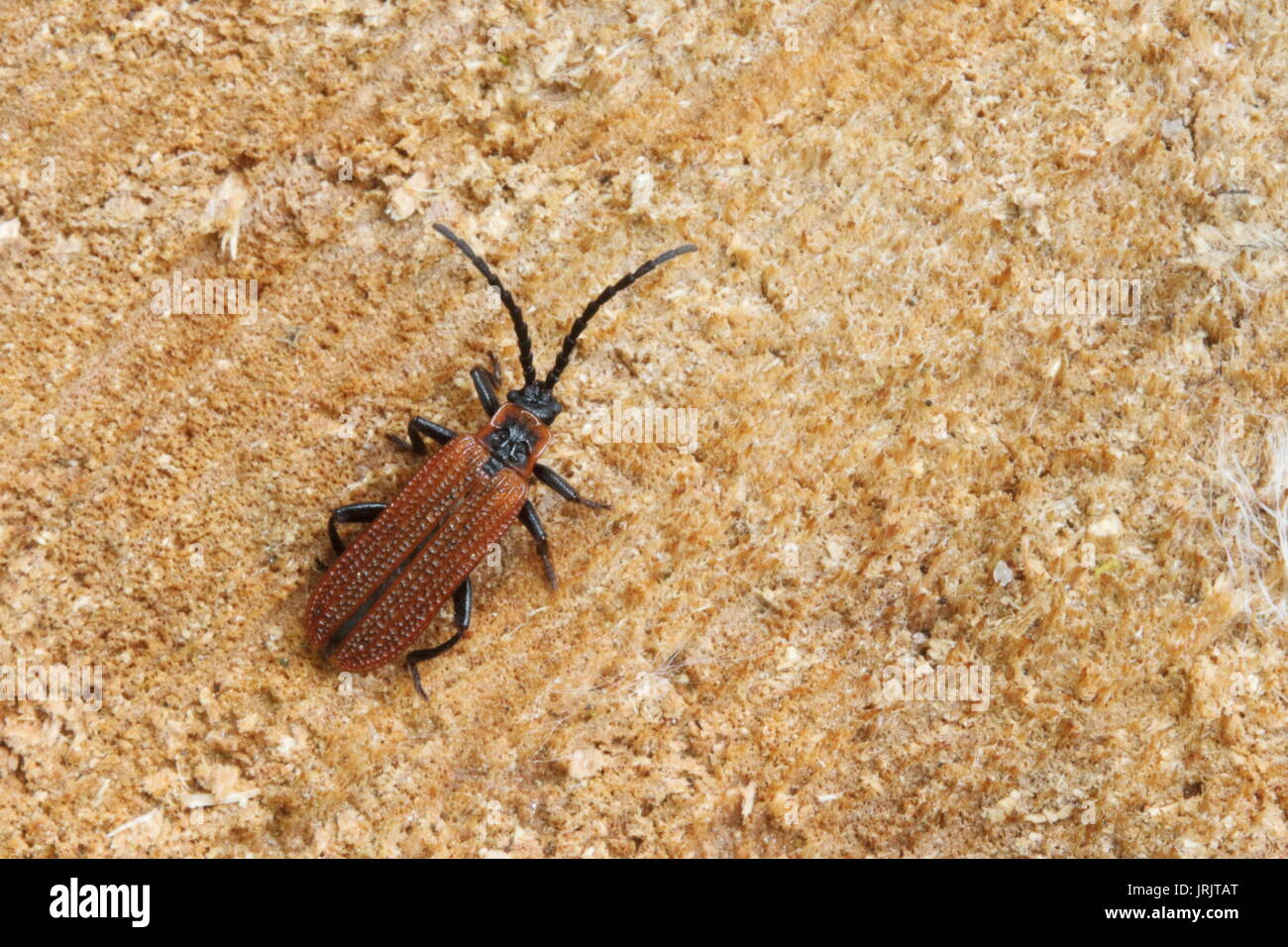 Cosnard Net - geflügelte Käfer (Erotides cosnardi), das Wye Valley, Gloucestershire, UK, Juni Stockfoto