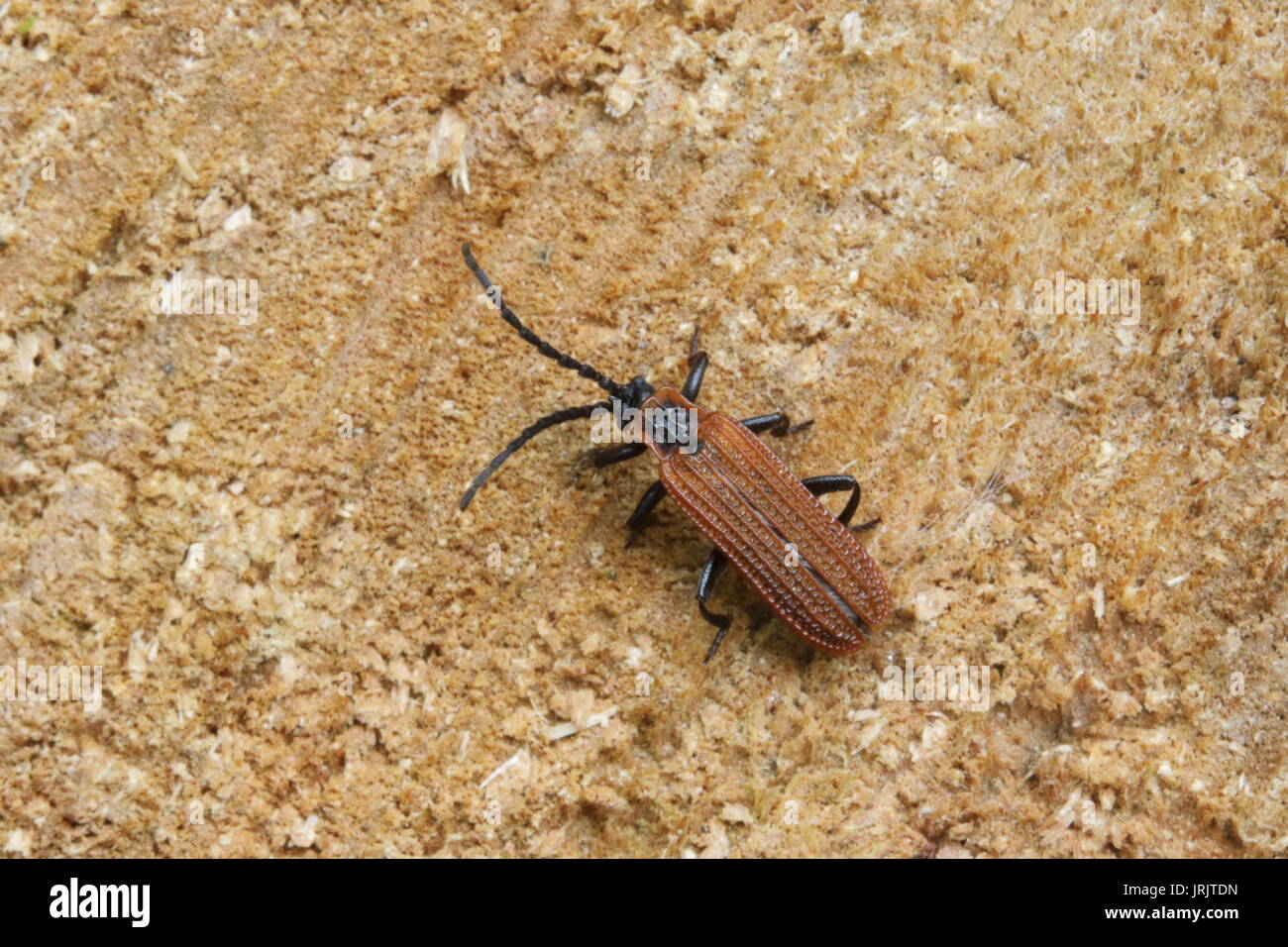 Cosnard Net - geflügelte Käfer (Erotides cosnardi), das Wye Valley, Gloucestershire, UK, Juni Stockfoto