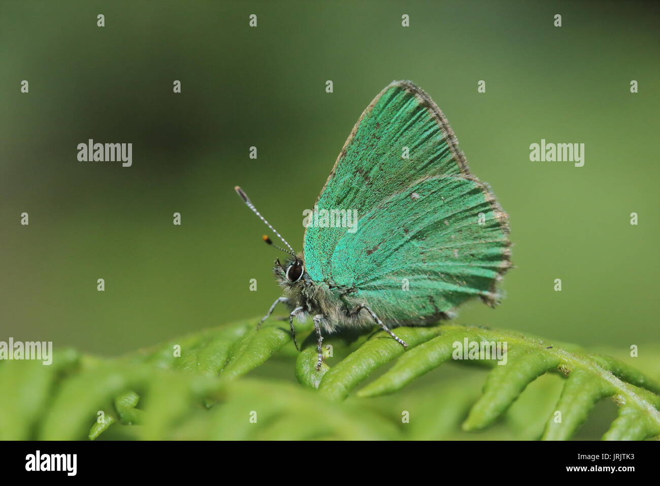 Green Hairstreak (Callophrys Rubi), ruht auf Adlerfarn, Gloucestershire, Großbritannien Stockfoto