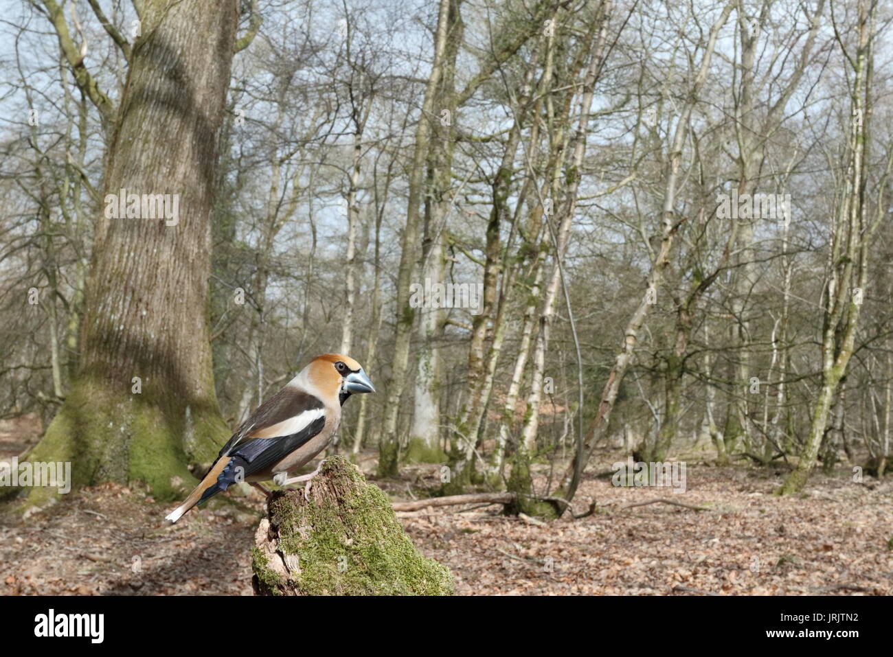 Hawfinch Coccothraustes coccothraustes (männlich) im Lebensraum Wald von Dean, Gloucestershire, Großbritannien Stockfoto