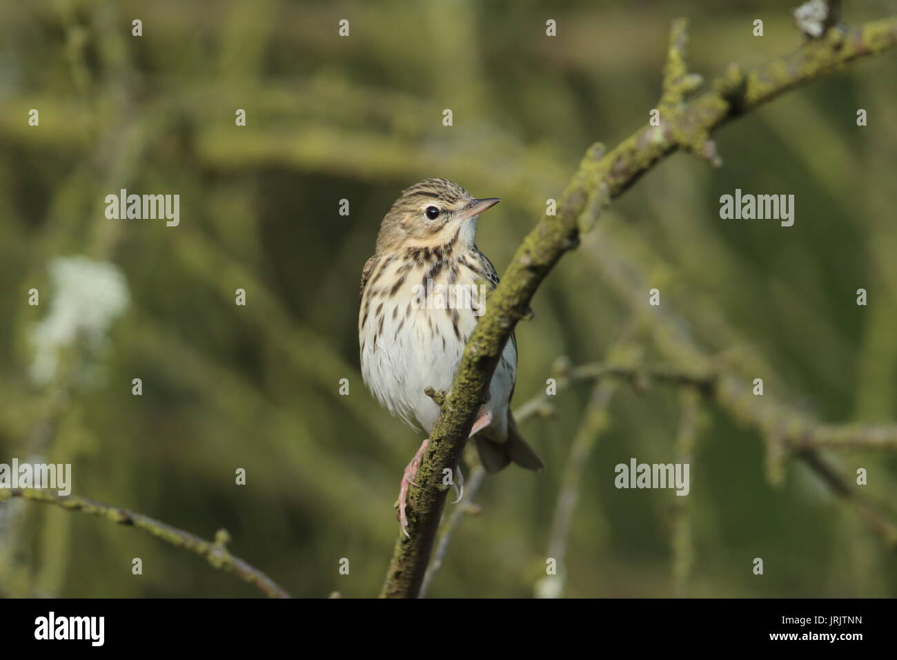 Baum Pieper (Anthus trivialis), Gloucestershire, Großbritannien Stockfoto