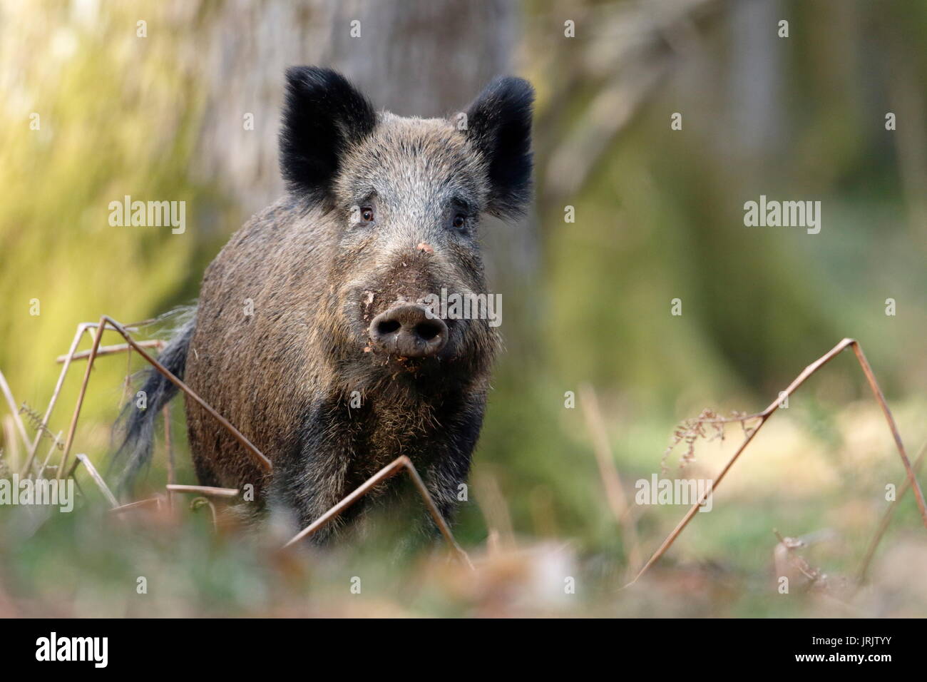 Wildschwein (Sus scrofa), Wald von Dean, Gloucestershire, Großbritannien Stockfoto