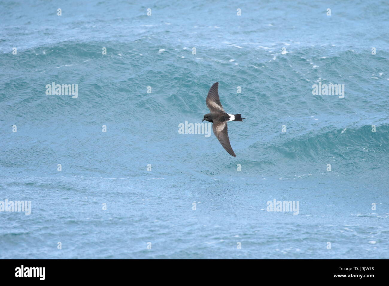 Wilson's Storm-petrel (Oceanites Oceanicus), am Meer, Scilly-inseln, Großbritannien Stockfoto