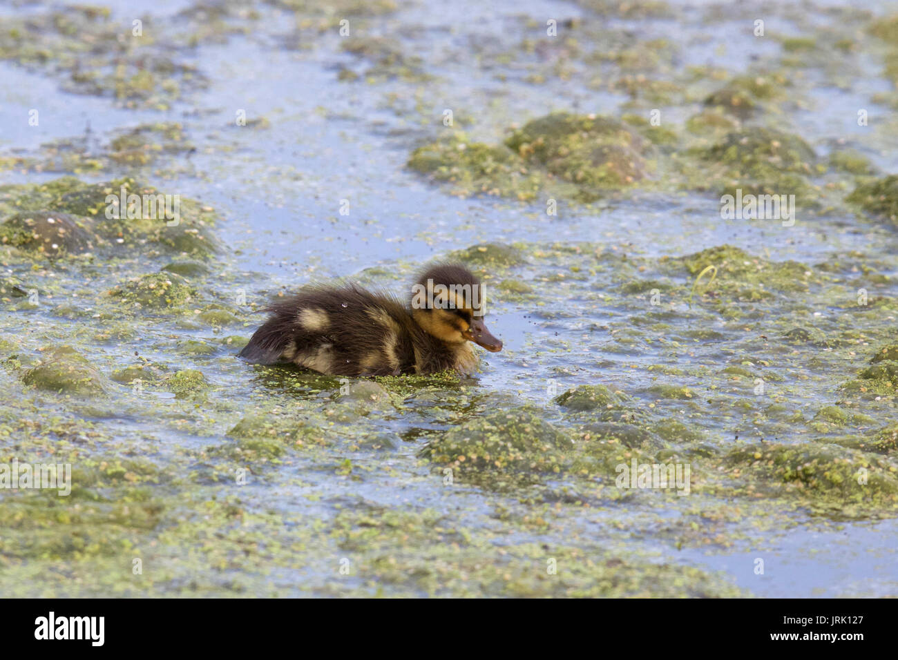 Eine kleine Mallard Entlein schwimmen auf einem Teich Stockfoto