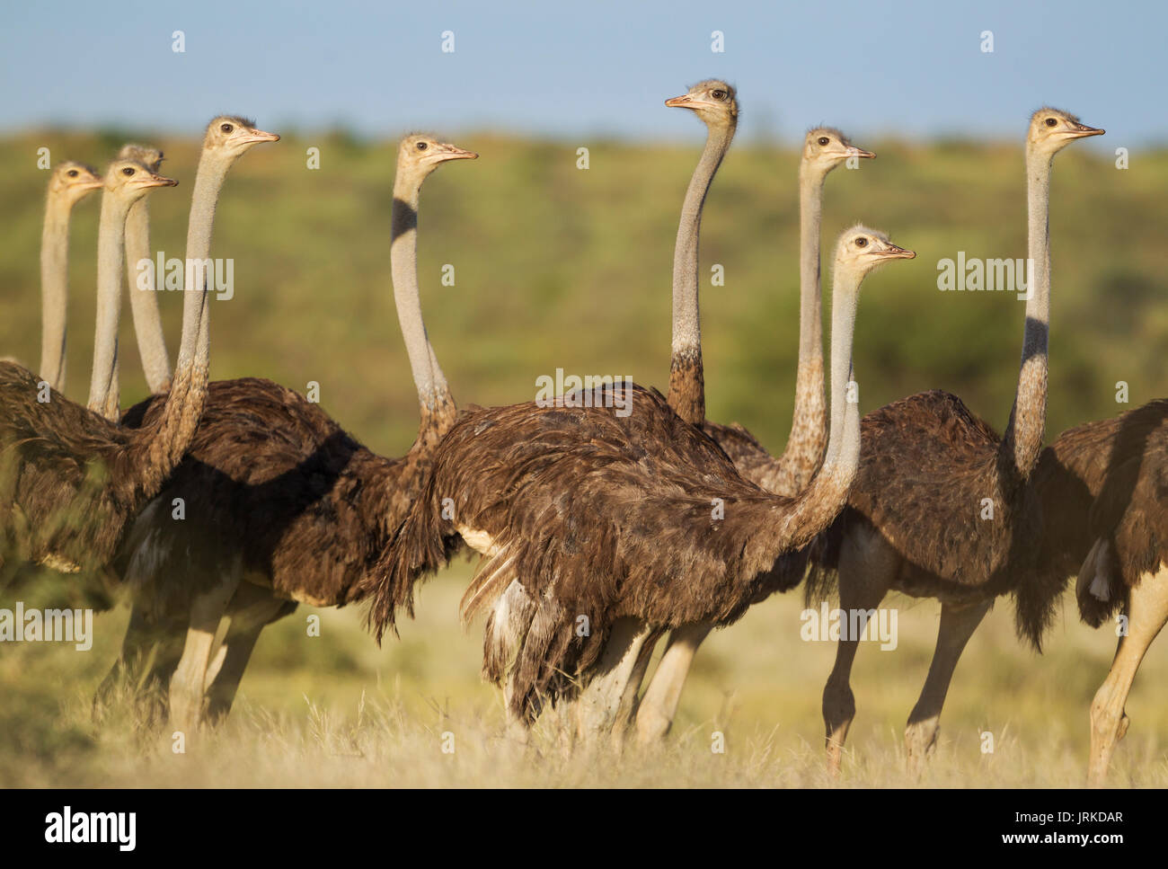 Strauß (Struthio camelus), in der Gruppe der Frauen, die Regenzeit mit grüner Umgebung, Kalahari Wüste Stockfoto