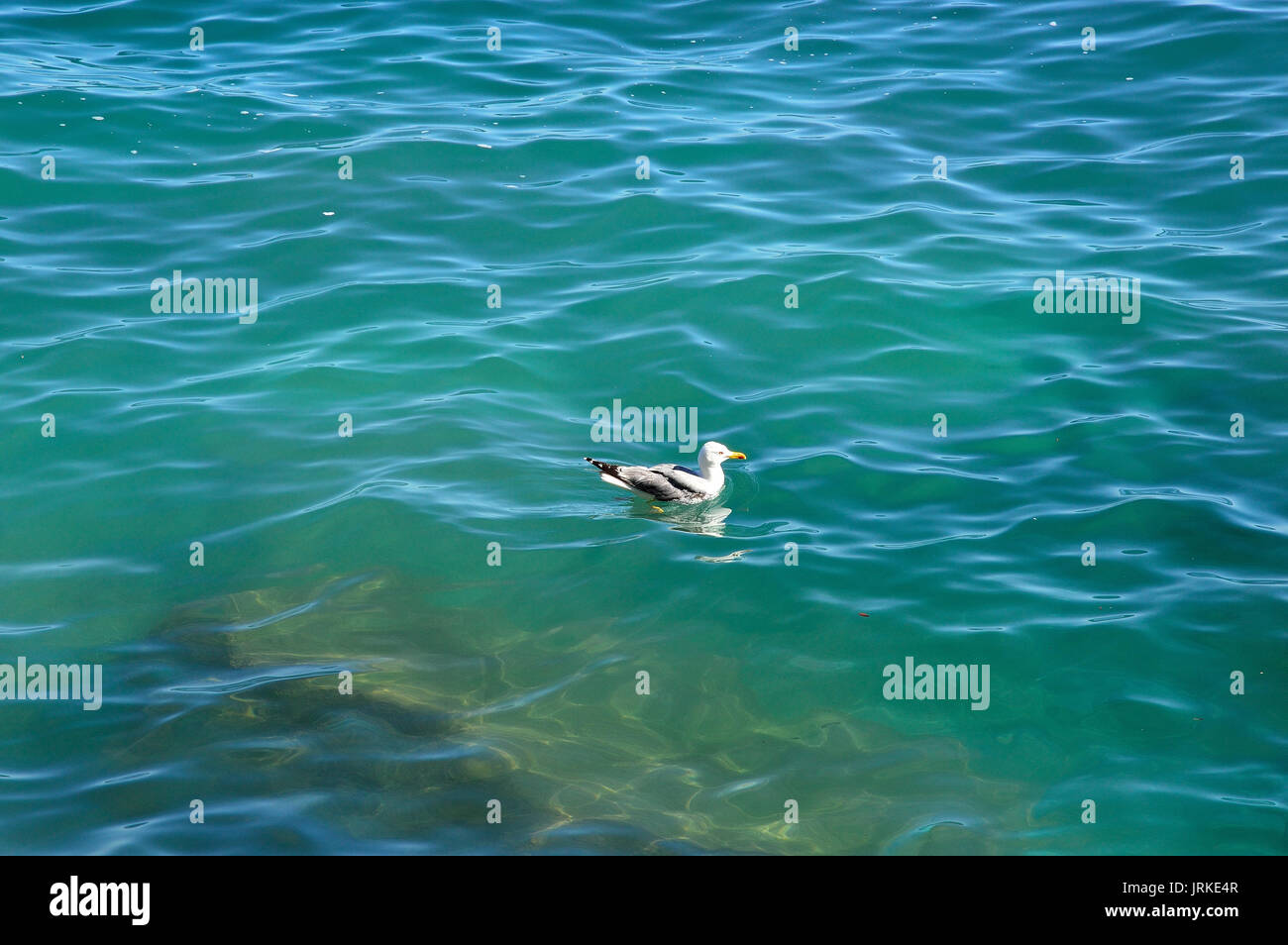 Möwen Stockfoto