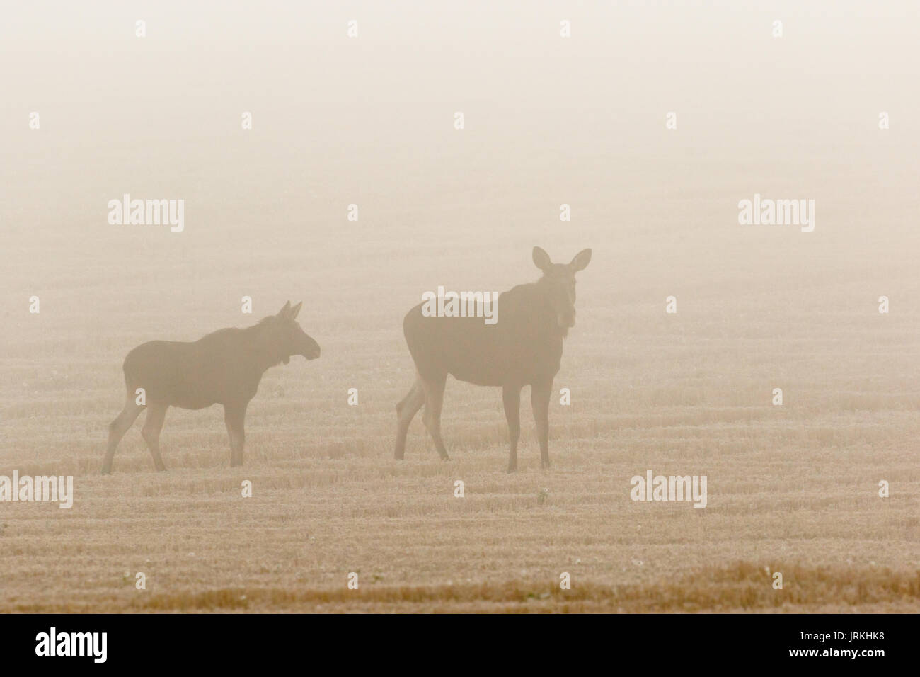 Elch Kuh mit Kalb im Nebel in einem Feld Stockfoto