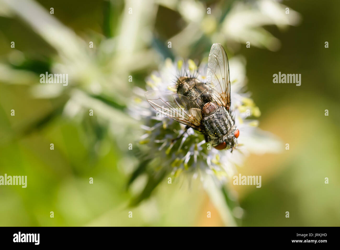 Haarige Fliege auf einem Eryngium campestre Blume, unter der warmen Sommersonne. Kiew, Ukraine Stockfoto